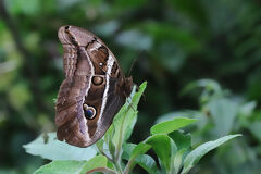 Butterfly on the path
